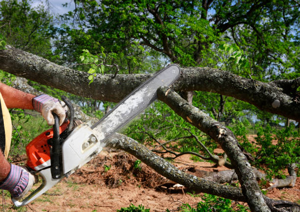 Best Tree Preservation Services  in Raceland, KY